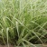花叶芒种子草京芒草京羽茅细叶笀花叶芒草草本植物庭院园林