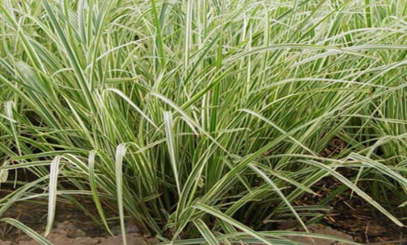 花叶芒种子草京芒草京羽茅细叶笀花叶芒草草本植物庭院园林