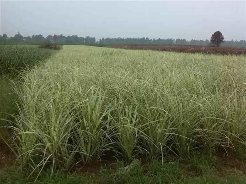 花叶芒种子草京芒草京羽茅细叶笀花叶芒草草本植物庭院园林