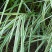 花叶芒种子草京芒草京羽茅细叶笀花叶芒草草本植物庭院园林