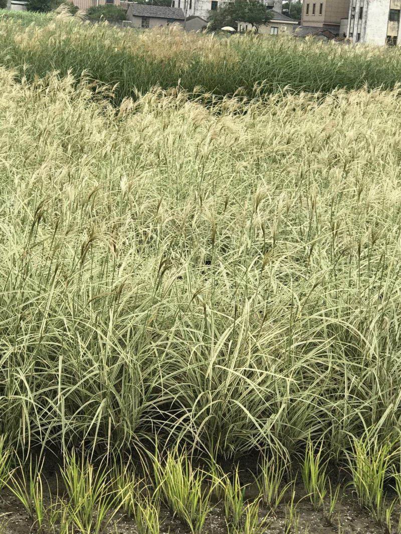 花叶芒种子草京芒草京羽茅细叶笀花叶芒草草本植物庭院园林