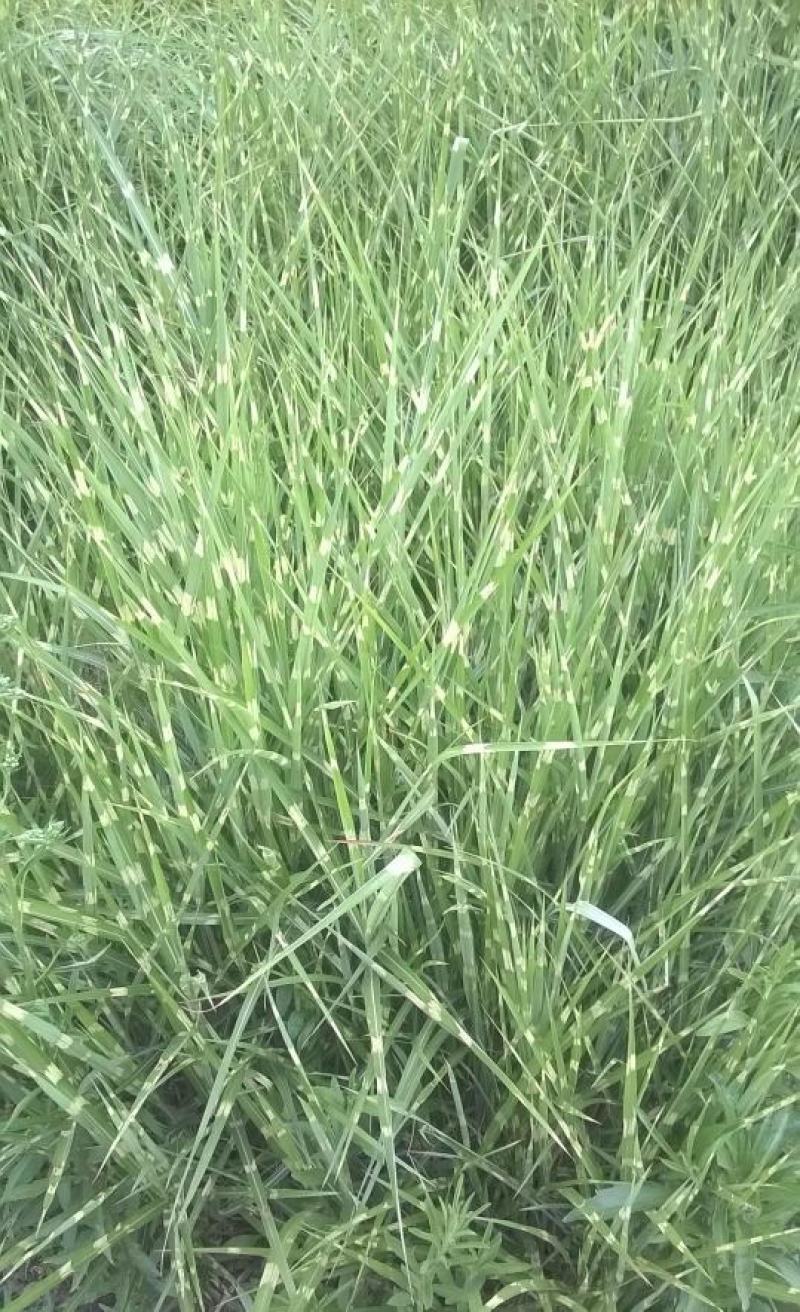 斑叶芒种子草京芒草京羽茅细叶笀花叶芒草草本植物庭院