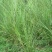 斑叶芒种子草京芒草京羽茅细叶笀花叶芒草草本植物庭院