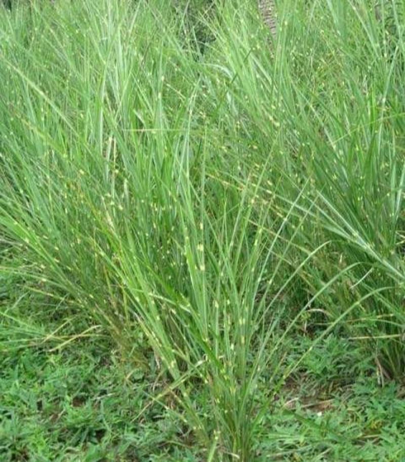 斑叶芒种子草京芒草京羽茅细叶笀花叶芒草草本植物庭院