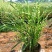 斑叶芒种子草京芒草京羽茅细叶笀花叶芒草草本植物庭院