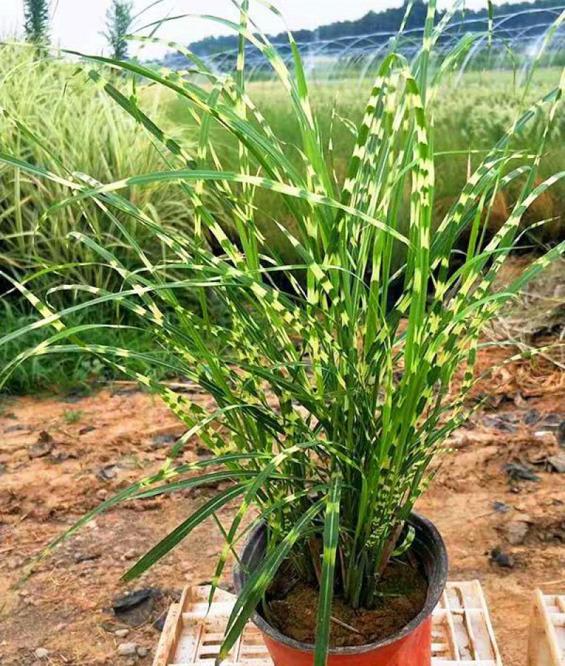 斑叶芒种子草京芒草京羽茅细叶笀花叶芒草草本植物庭院