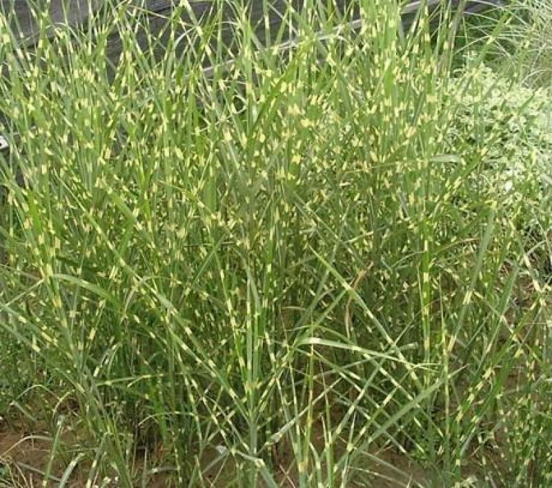斑叶芒种子草京芒草京羽茅细叶笀花叶芒草草本植物庭院