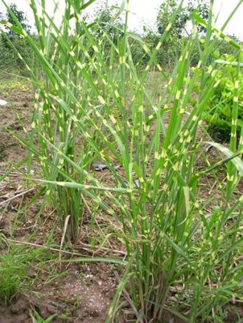斑叶芒种子草京芒草京羽茅细叶笀花叶芒草草本植物庭院