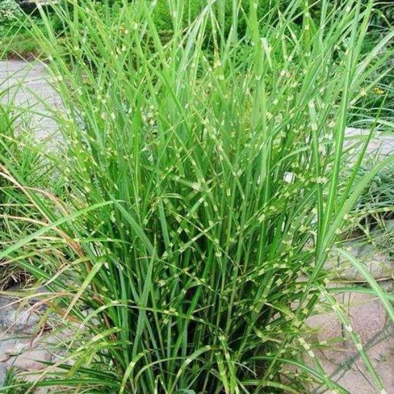 斑叶芒种子草京芒草京羽茅细叶笀花叶芒草草本植物庭院