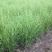 斑叶芒种子草京芒草京羽茅细叶笀花叶芒草草本植物庭院