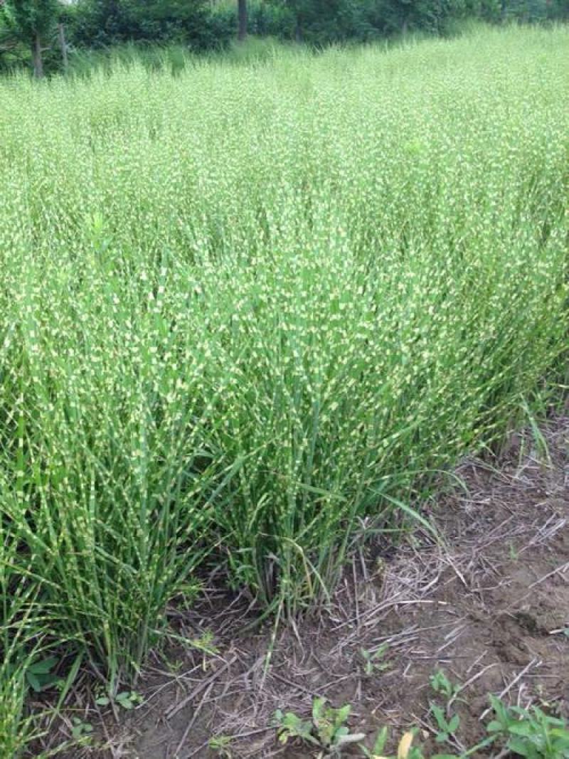 斑叶芒种子草京芒草京羽茅细叶笀花叶芒草草本植物庭院