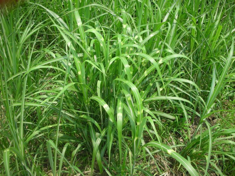 斑叶芒种子草京芒草京羽茅细叶笀花叶芒草草本植物庭院