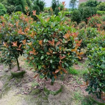 红叶石楠球福建龙岩种植批发基地欢迎新老客户来实地考察