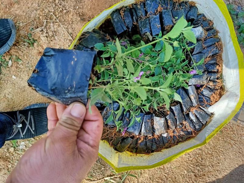 五色梅福建龙岩种植批发基地欢迎新老客户来实地考察