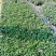 五色梅福建龙岩种植批发基地欢迎新老客户来实地考察