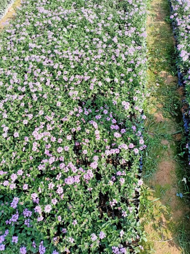 五色梅福建龙岩种植批发基地欢迎新老客户来实地考察