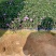 五色梅福建龙岩种植批发基地欢迎新老客户来实地考察