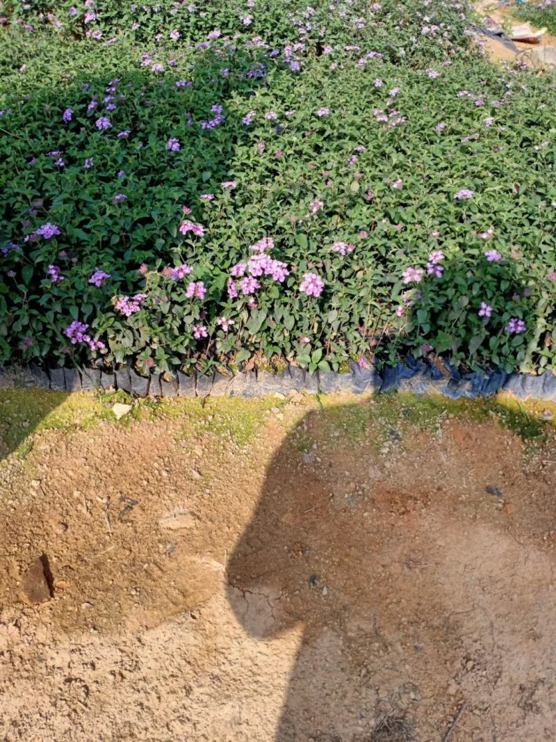 五色梅福建龙岩种植批发基地欢迎新老客户来实地考察