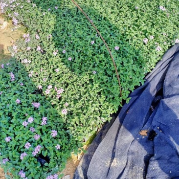 五色梅福建龙岩种植批发基地欢迎新老客户来实地考察
