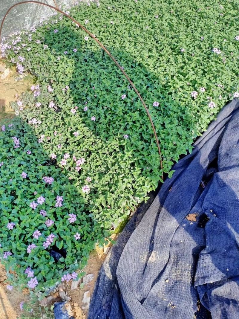 五色梅福建龙岩种植批发基地欢迎新老客户来实地考察