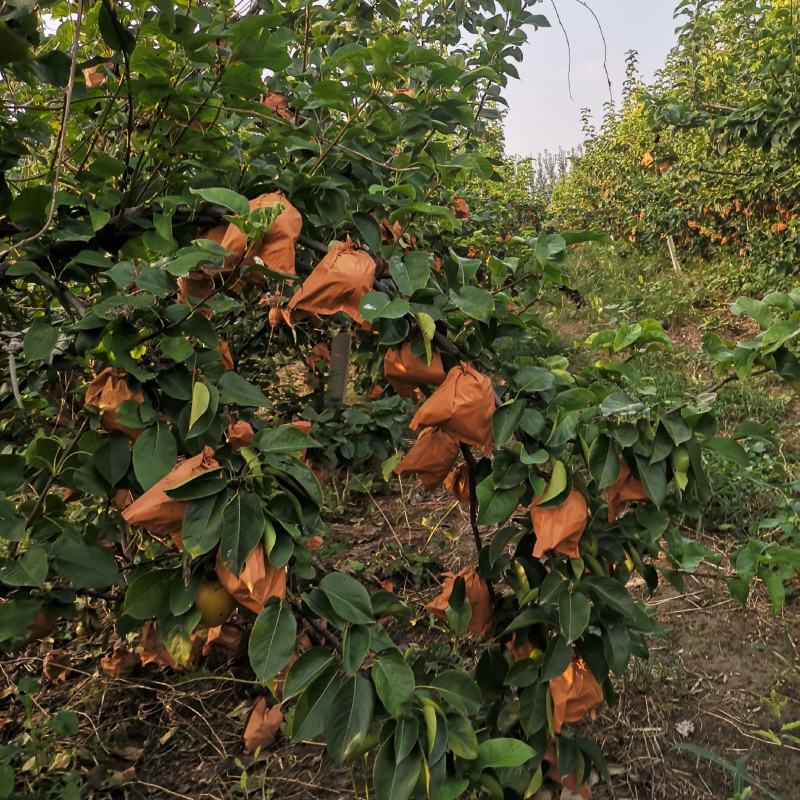 出售大量的秋月梨，果面好，口感好，糖度高，皮薄，无渣