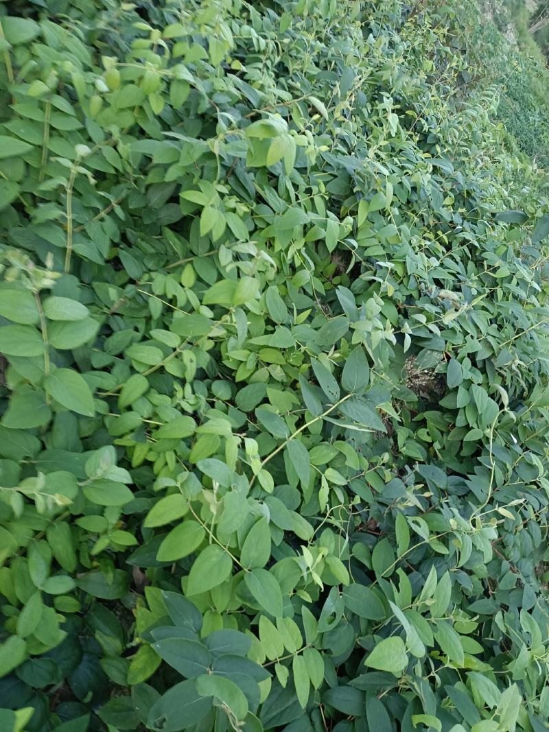 湘雷金银花嫁接树苗