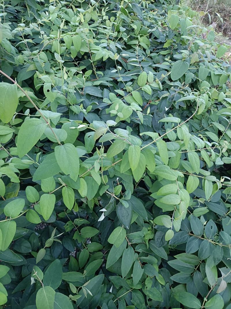 湘雷金银花嫁接树苗