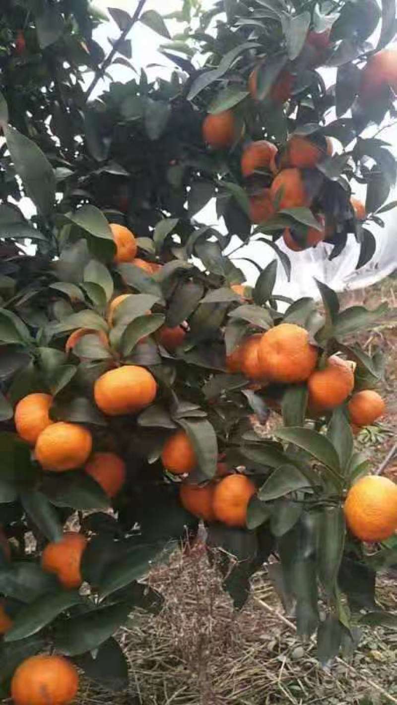 湖北宜昌高山特早熟蜜桔，大芬，日兰，大普请联系优惠多多