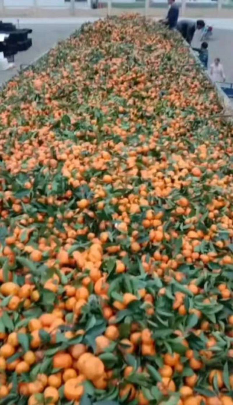 湖北宜昌高山特早熟蜜桔，大芬，日兰，大普请联系优惠多多