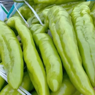 尖椒尖椒9月份大量上市欢迎新老客户前来选购随到随装车