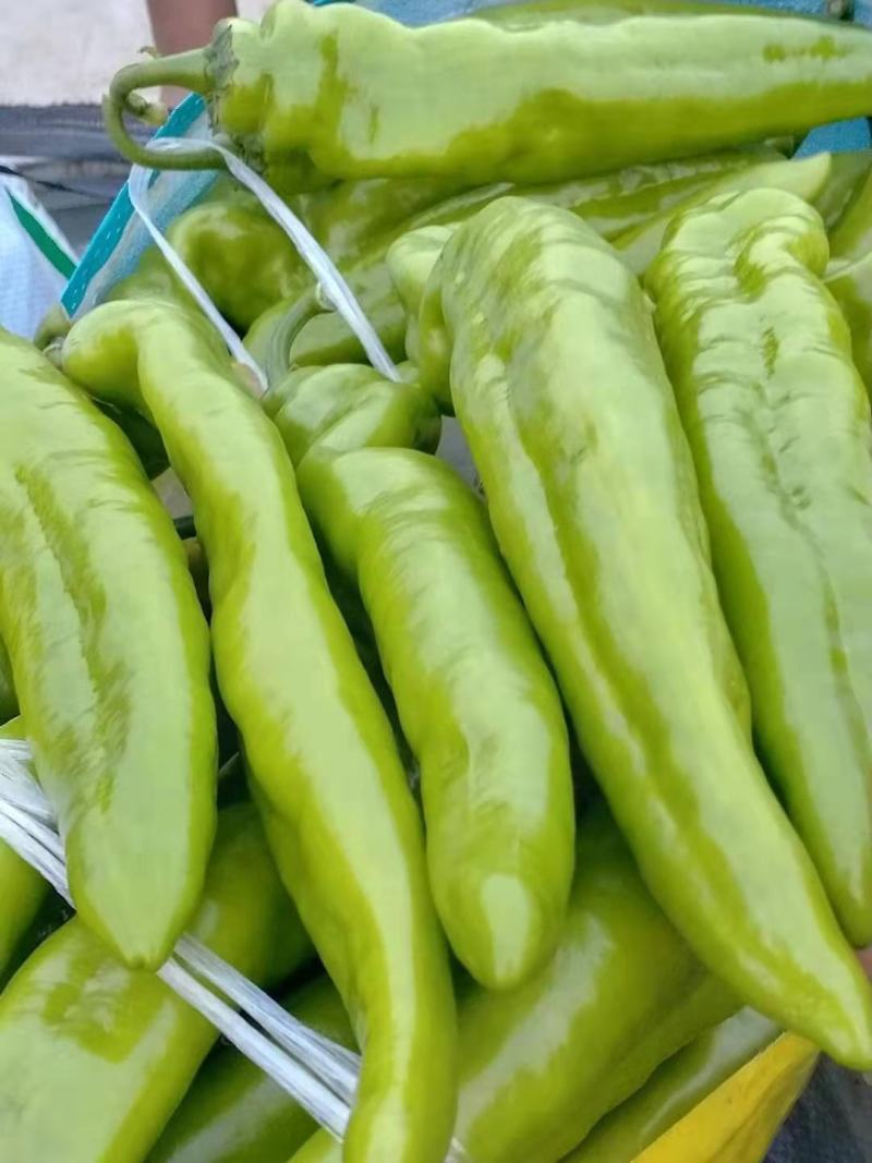 尖椒尖椒9月份大量上市欢迎新老客户前来选购随到随装车