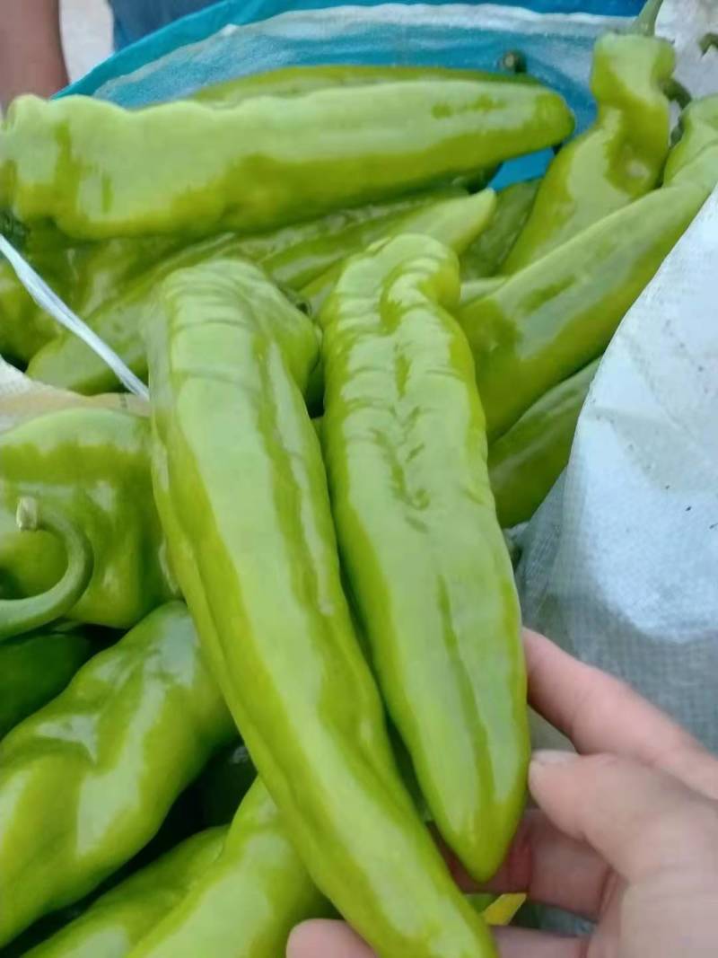 尖椒尖椒9月份大量上市欢迎新老客户前来选购随到随装车