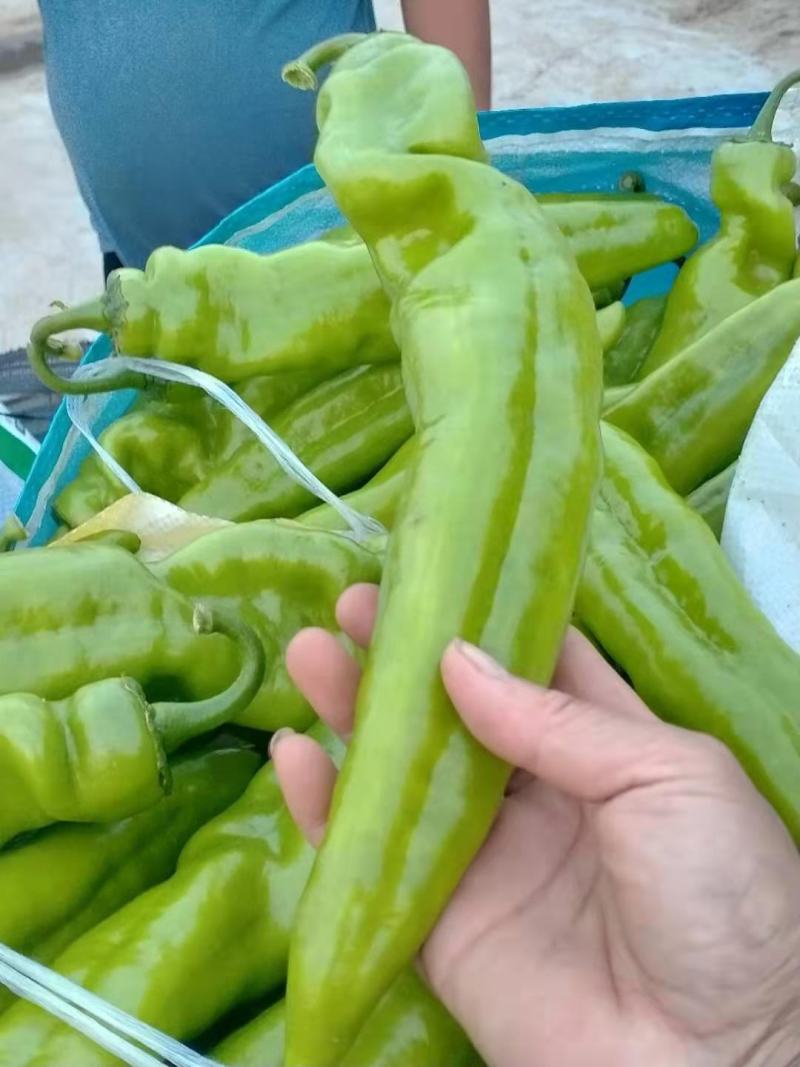 尖椒尖椒9月份大量上市欢迎新老客户前来选购随到随装车
