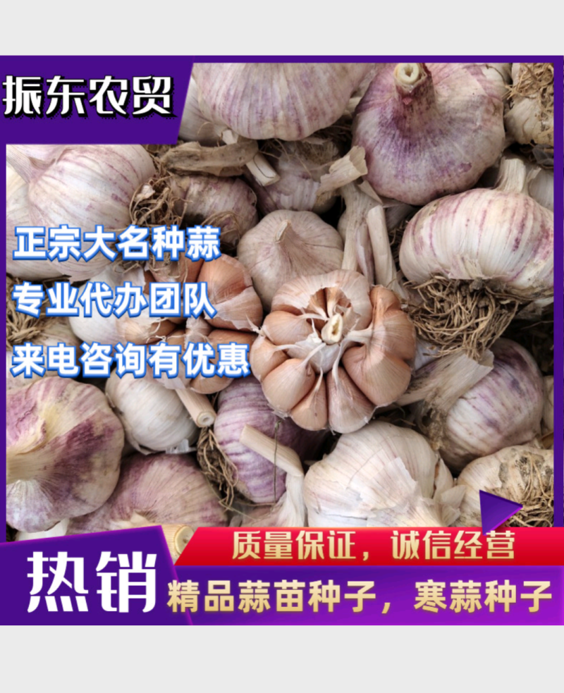 精品大名蒜种基地直供一手货源，代发全国量大从优，诚信经营