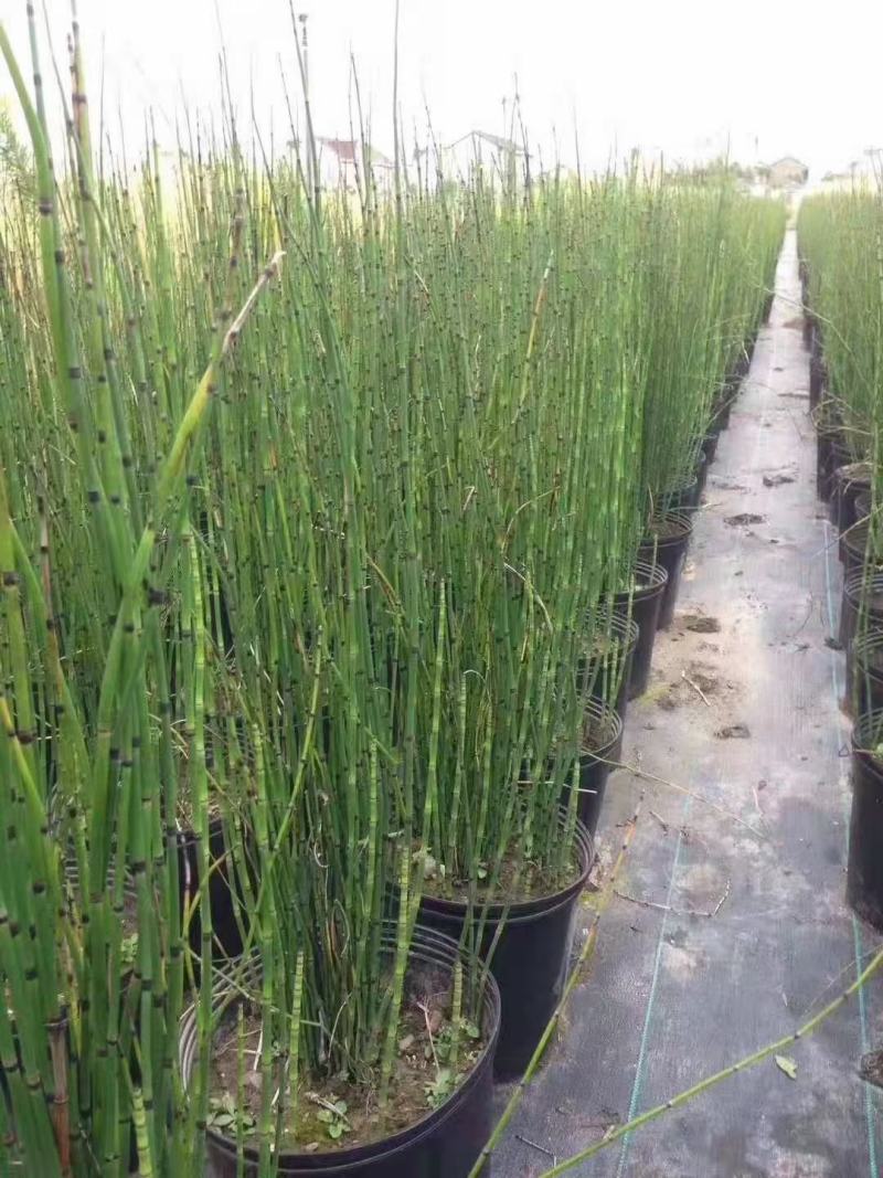 基地直销各规格精品木贼，，保质保量规格齐全