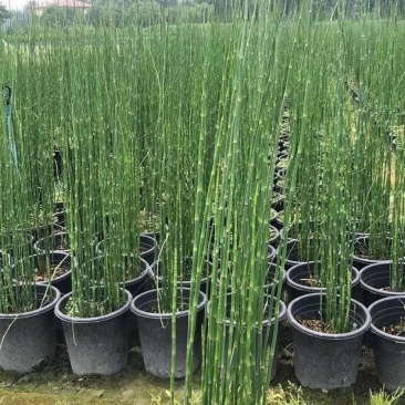 基地直销各规格精品木贼，，保质保量规格齐全