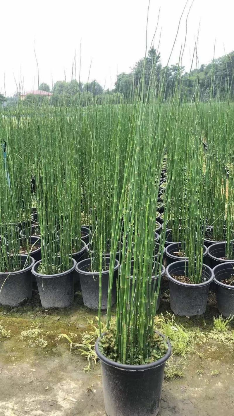 基地直销各规格精品木贼，，保质保量规格齐全