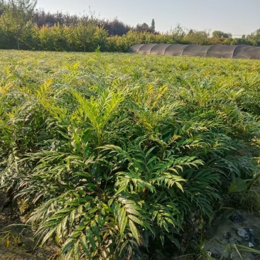 基地直销各规格精品十大功劳，欢迎来挑来选
