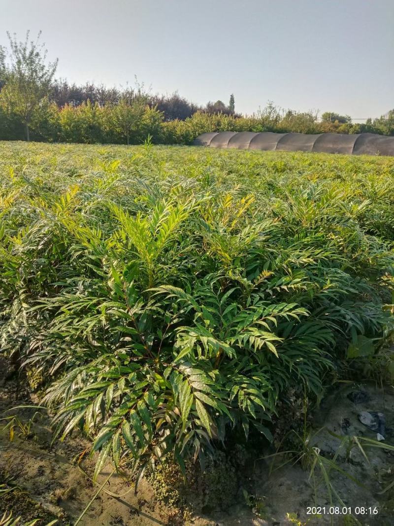 基地直销各规格精品十大功劳，欢迎来挑来选