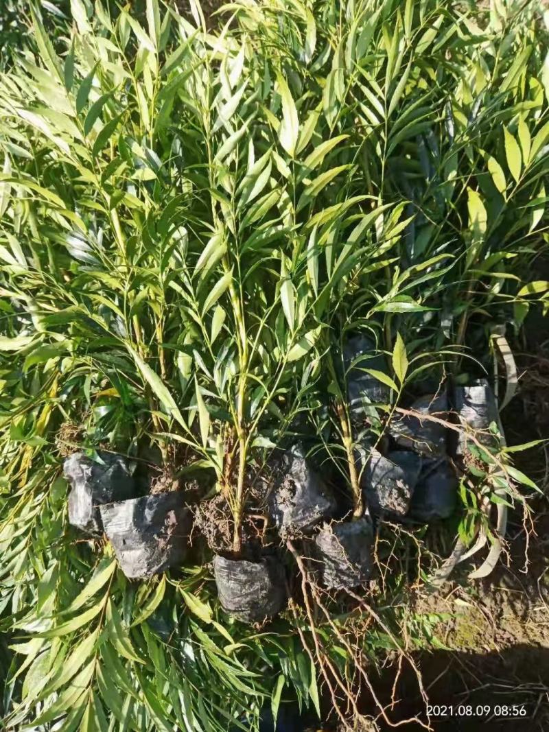 基地直销各规格精品十大功劳，欢迎来挑来选