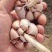 大名蒜种，基地直供，一手货源充足，量大从优