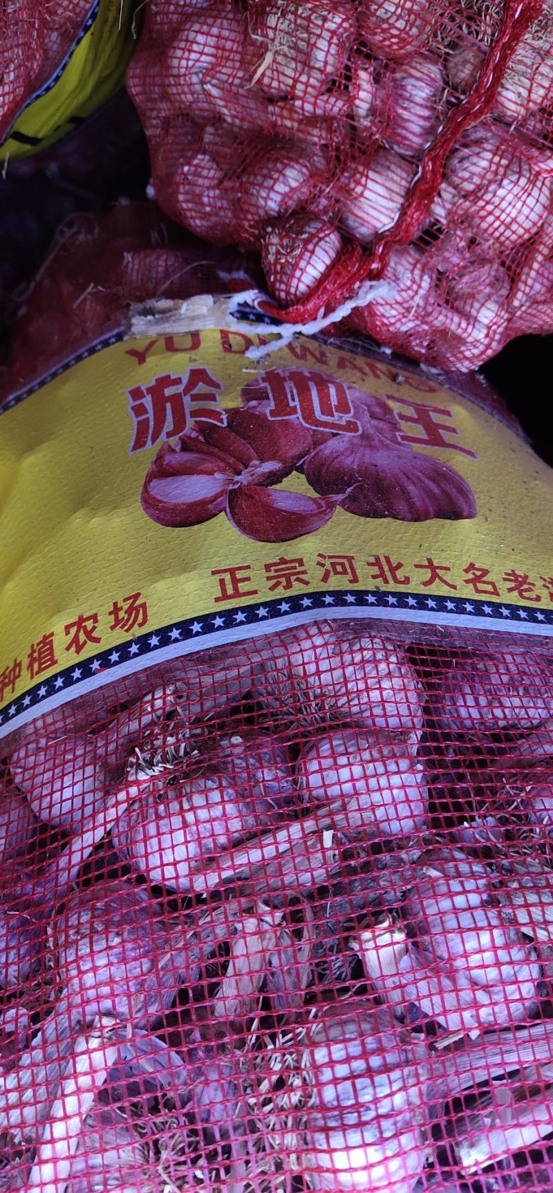 大名蒜种，基地直供，一手货源充足，量大从优