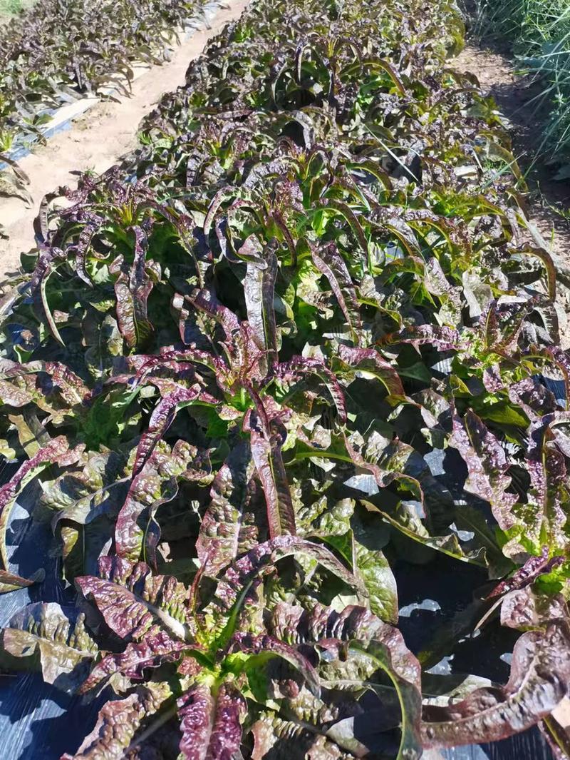 香格里拉精品紫叶，四川高原三青，各种莴笋品种一年四季有货