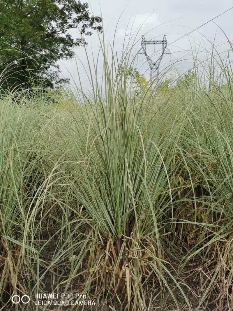 基地直销各规格精品花叶蒲苇，欢迎来挑来选
