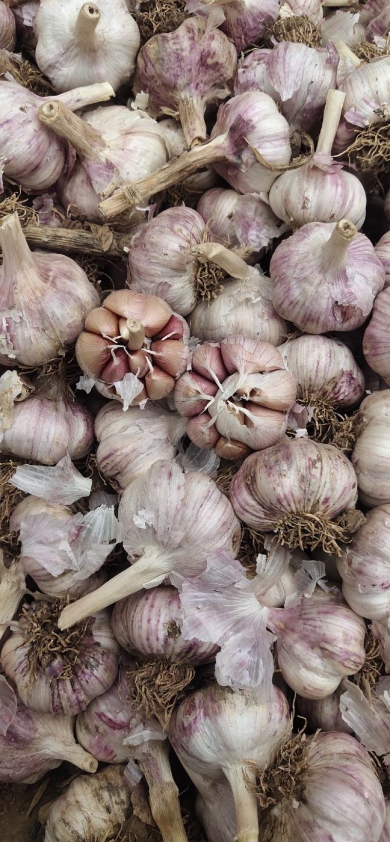 大名蒜种，基地直供，一手货源充足，量大从优