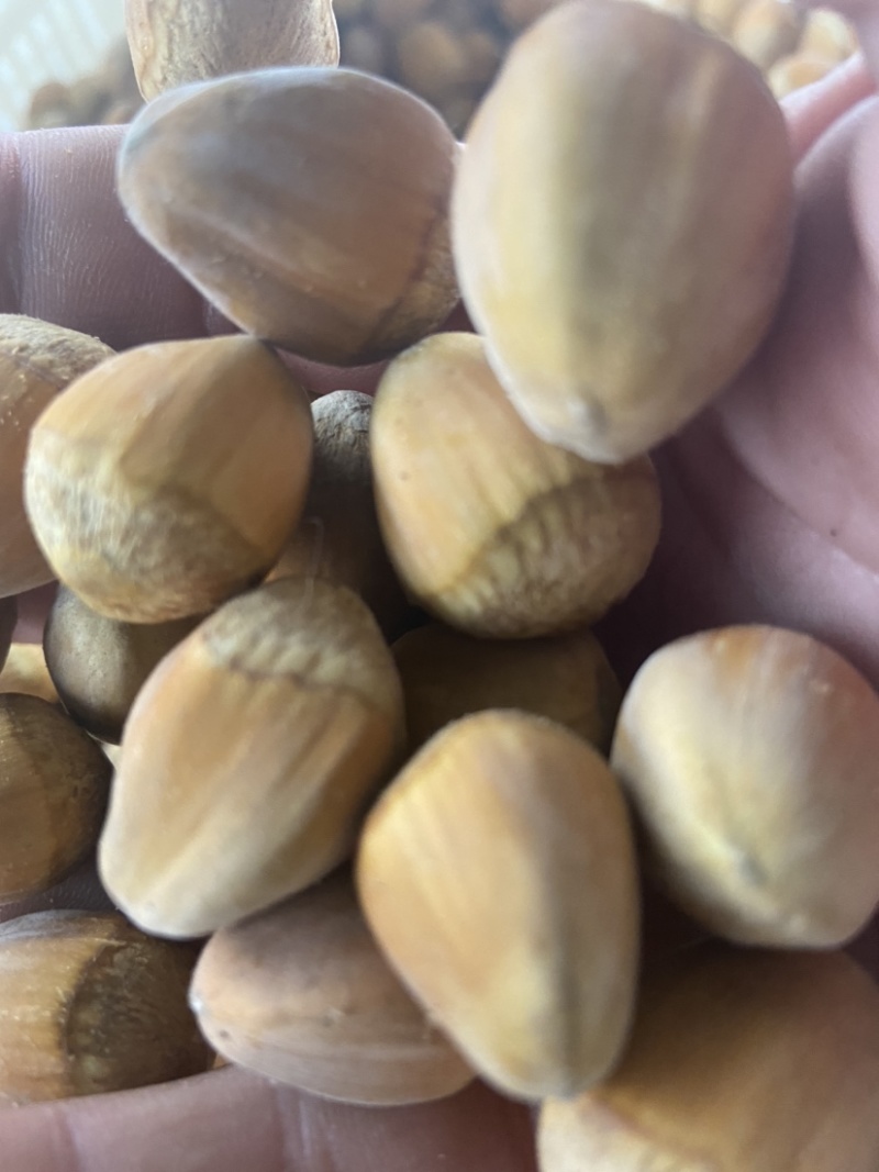 【精品】产地直发辽宁精品大榛子颗粒饱满诚信量大从优
