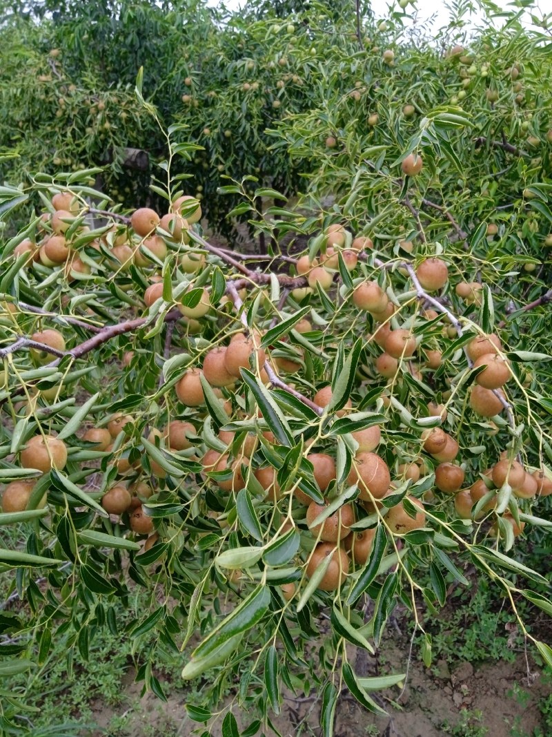 冬枣