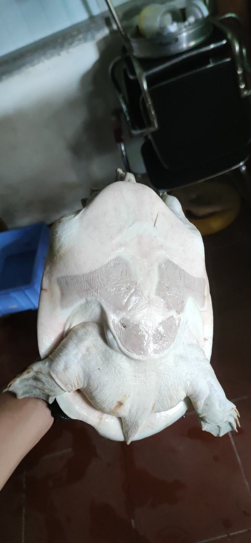 广西黄沙鳖老种鱼