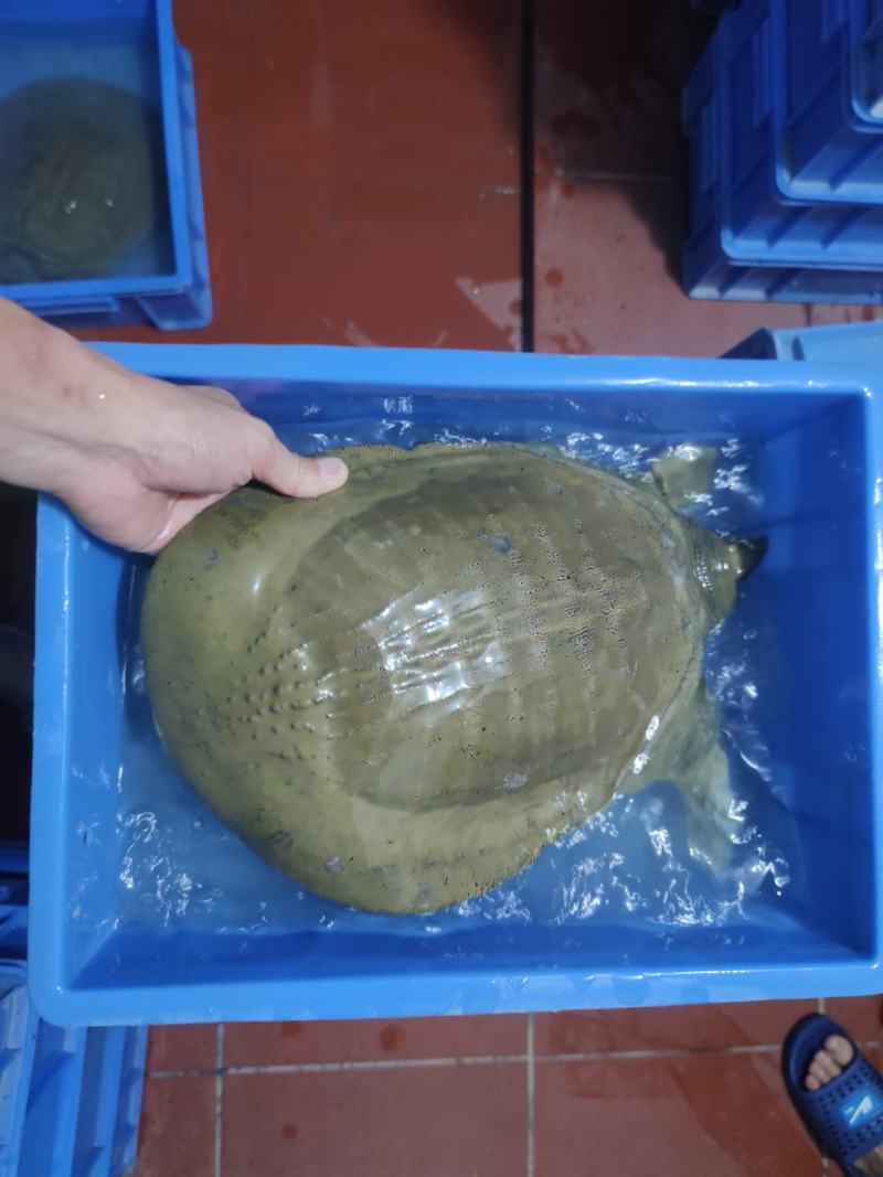 广西黄沙鳖老种鱼
