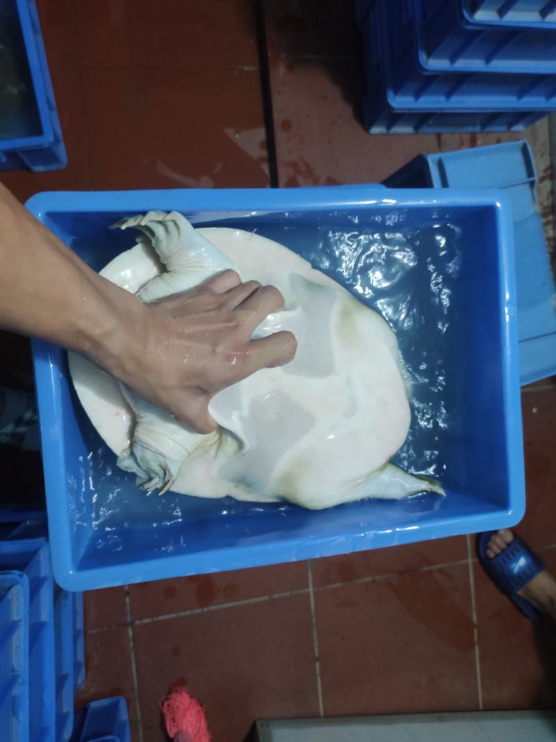 广西黄沙鳖老种鱼
